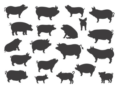 Domuz koleksiyonu yapar. Çiftlik hayvanları seti. Siyah siluet düz dizayn. Vektör illüstrasyonu