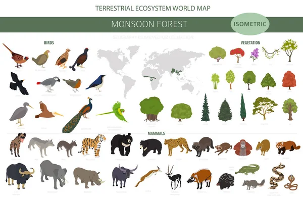 季风森林生物群落 自然区域信息 陆地生态系统世界地图 鸟类和植物等距设计集 矢量说明 — 图库矢量图片
