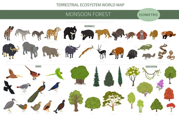 Monszun Erdei Bióma Természetes Régió Infografika Szárazföldi Ökoszisztéma Világtérkép Állatok — Stock Vector