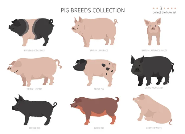 Recolección Razas Cerdo Juego Animales Granja Diseño Plano Ilustración Vectorial — Archivo Imágenes Vectoriales