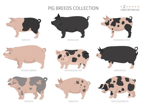 Recolección Razas Cerdo Juego Animales Granja Diseño Plano Ilustración Vectorial — Archivo Imágenes Vectoriales