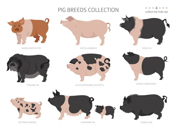 Pig Breeds Collection Farm Animals Set Flat Design Vector Illustration — Stock Vector