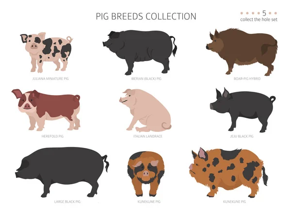 Recolección Razas Cerdo Juego Animales Granja Diseño Plano Ilustración Vectorial — Vector de stock