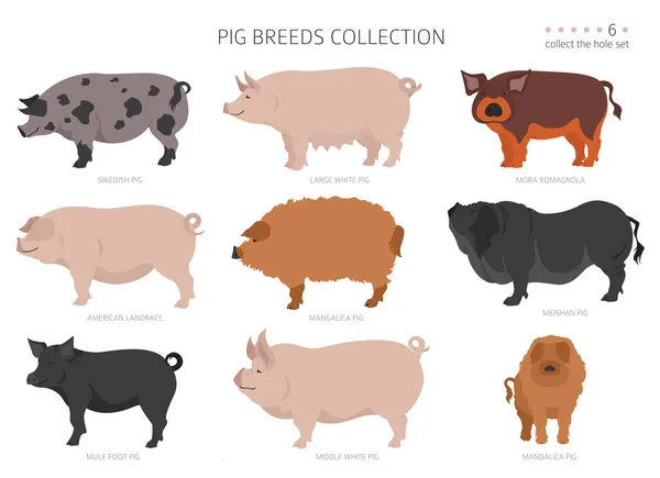 Recolección Razas Cerdo Juego Animales Granja Diseño Plano Ilustración Vectorial — Vector de stock