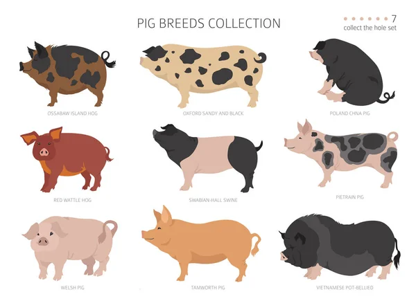 Pig Breeds Collection Farm Animals Set Flat Design Vector Illustration — Stock Vector