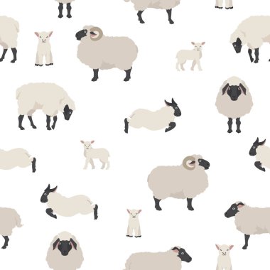 Koyun kusursuz bir model oluşturur. Çiftlik hayvanları seti. Düz dizayn. Vektör illüstrasyonu