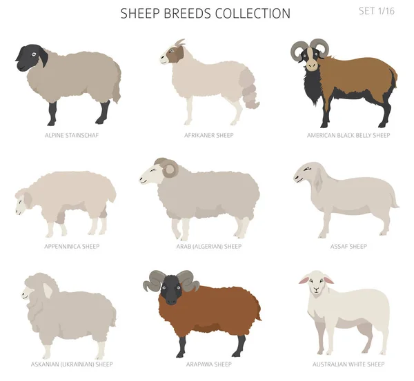 Sheep Breeds Collection Farm Animals Set Flat Design Vector Illustration — Stock Vector