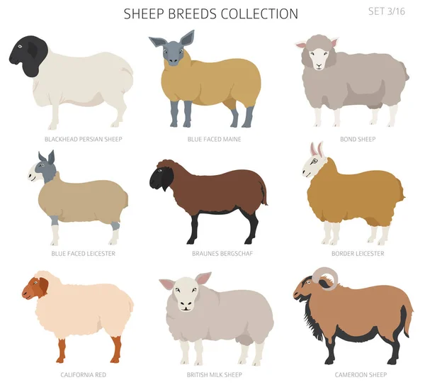羊的品种有4种 农场动物集合 平面设计 矢量说明 — 图库矢量图片