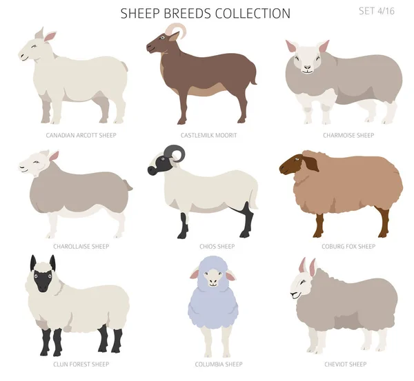 Recogida Las Razas Ovejas Juego Animales Granja Diseño Plano Ilustración — Vector de stock