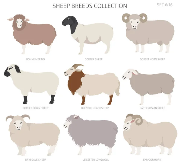 Πρόβατα Φυλές Συλλογή Ζώα Φάρμας Έτοιμα Επίπεδη Σχεδίαση Εικονογράφηση Διανύσματος — Διανυσματικό Αρχείο