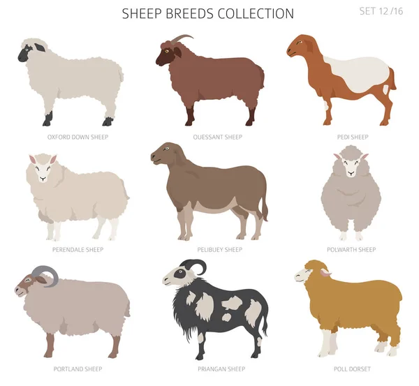 Sheep Breeds Collection Farm Animals Set Flat Design Vector Illustration — Stock Vector