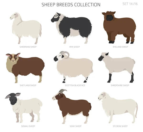Коллекция Овец Фермерские Животные Готовы Плоский Дизайн Векторная Иллюстрация — стоковый вектор