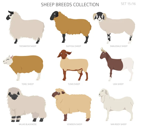 羊の品種コレクション15 家畜がセットされてる フラットデザイン ベクターイラスト — ストックベクタ