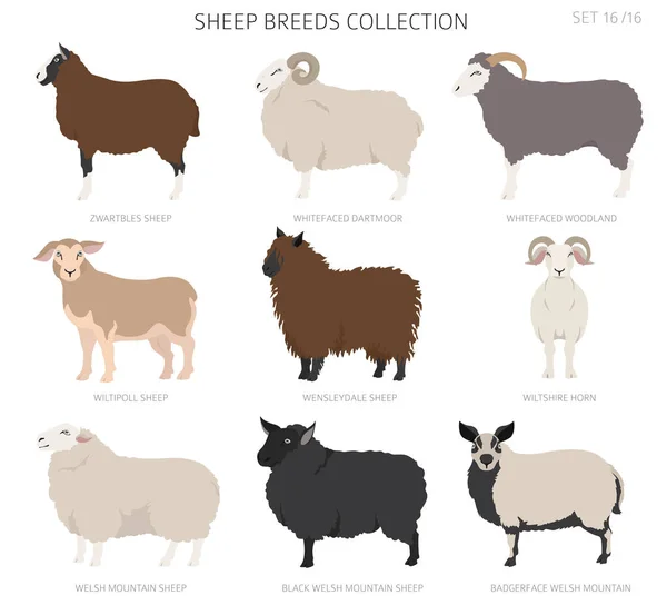 Sheep Breeds Collection16 Farm Animals Set Flat Design Vector Illustration — Stock Vector