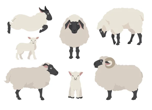 Schapen Poseren Collectie Boerderijdieren Ingesteld Vlak Ontwerp Vectorillustratie — Stockvector