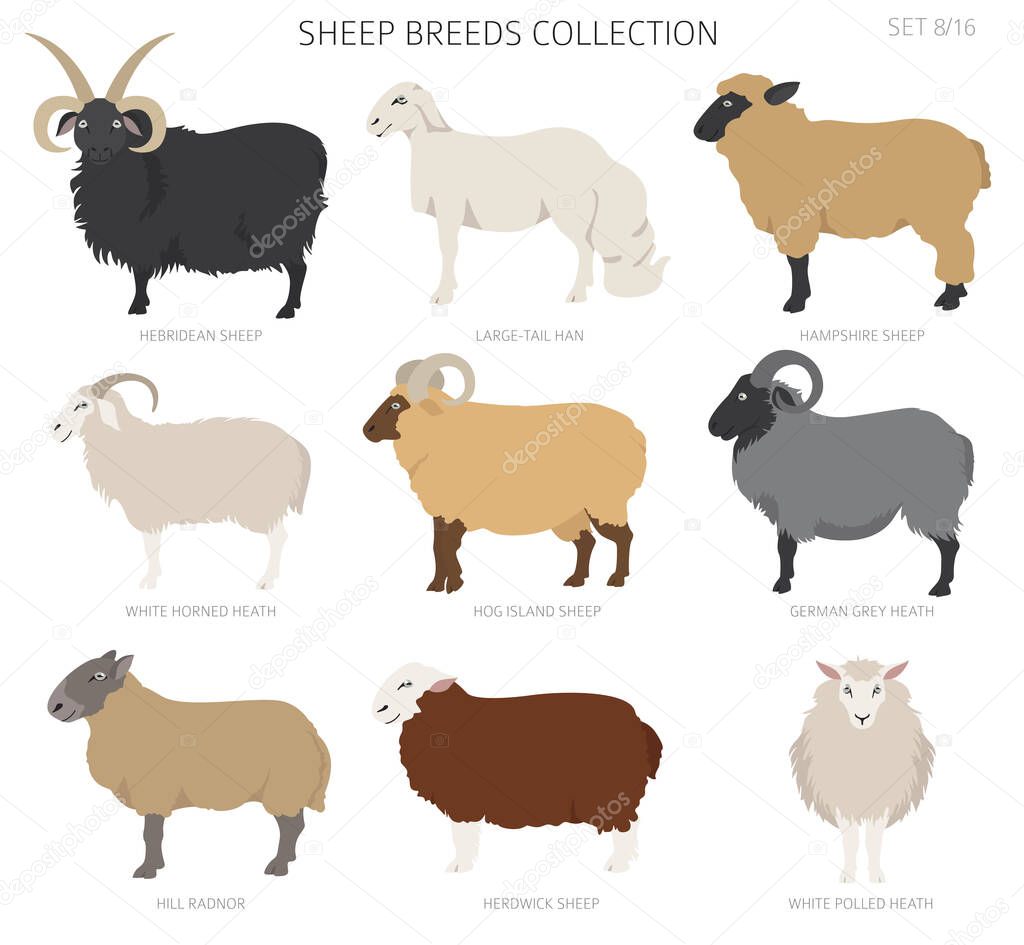 Sheep breeds collection 8. Farm animals set. Flat design. Vector illustration