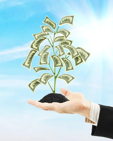 Man holding money tree on his palm. Concept of wealth and income growth