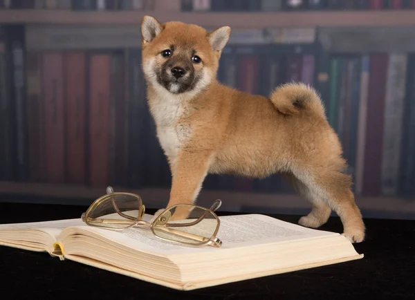 Σκύλος Shiba Inu ανάγνωση βιβλίων — Φωτογραφία Αρχείου