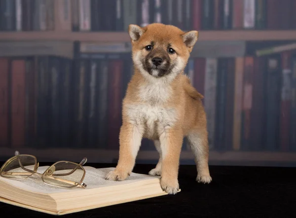 Cão Shiba Inu leitura de livros — Fotografia de Stock