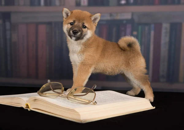 Dog Shiba Inu reading books — Stock Photo, Image