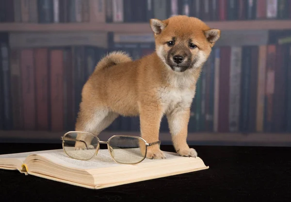 Dog Shiba Inu reading books — Stock Photo, Image