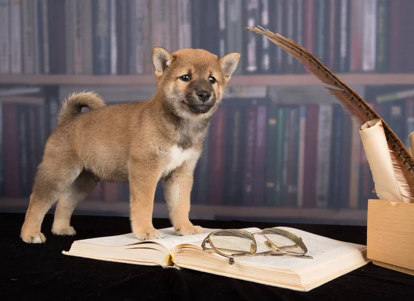 Shiba Inu lezingsboeken hond — Stockfoto