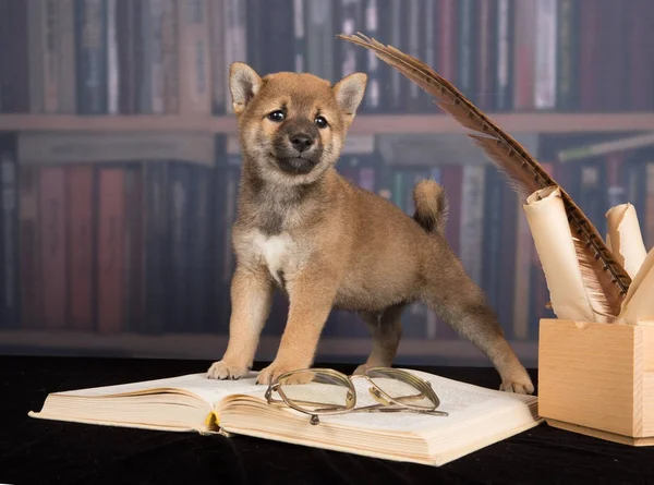 Σκύλος Shiba Inu ανάγνωση βιβλίων — Φωτογραφία Αρχείου