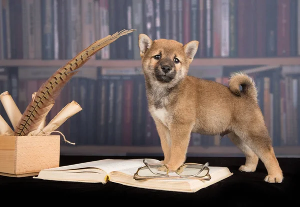 Dog Shiba Inu reading books — Stock Photo, Image