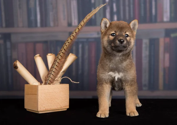 Shiba Inu lezingsboeken hond Stockafbeelding