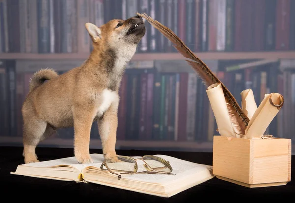 Cão Shiba Inu leitura de livros Imagem De Stock