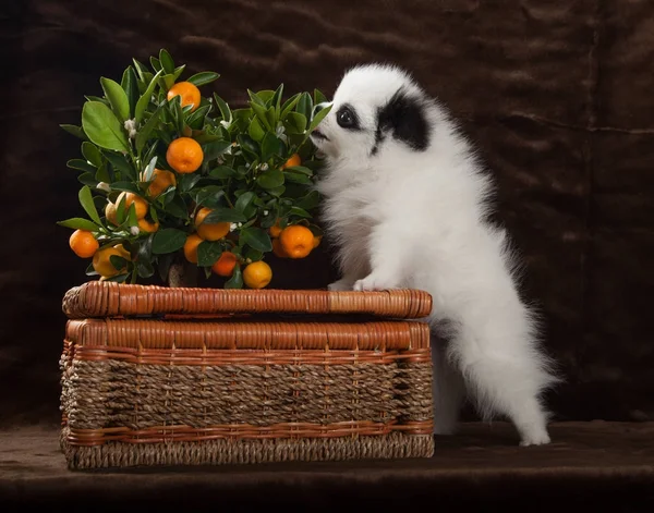 Špicl pes s mandarinky a košík — Stock fotografie