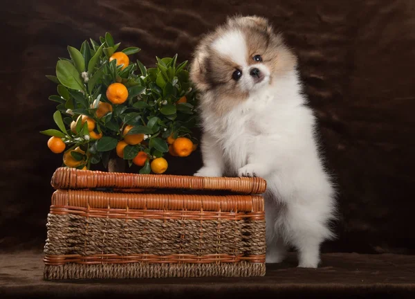 Cão pomerano com tangerina e cesta Fotos De Bancos De Imagens Sem Royalties