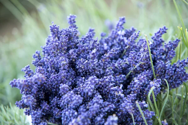 Ramo de lavanda — Foto de Stock