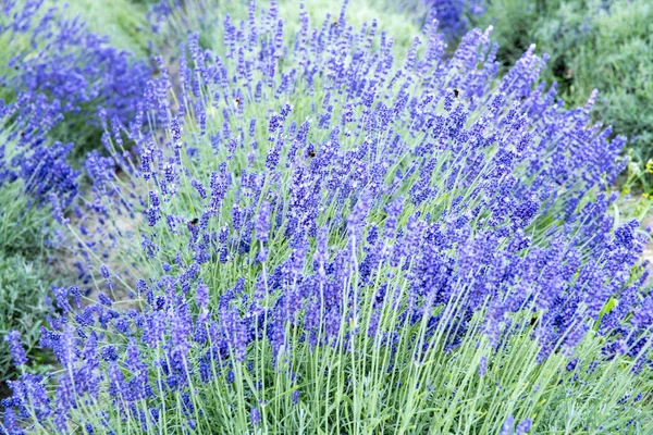 Arbustos del campo de lavanda —  Fotos de Stock