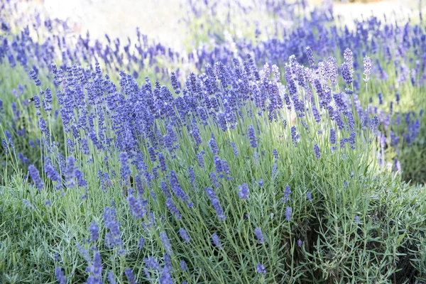 Buskar av lavendel fält — Stockfoto