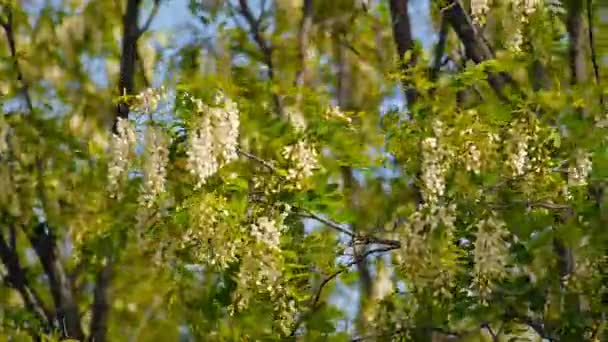 Hermosas flores floreciendo acacia primer plano — Vídeo de stock