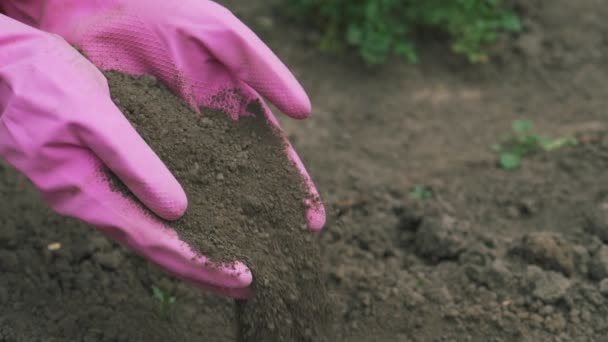 Lavori Agricoli Agricoltura Biologica Giardinaggio Primaverile Seminativi Agricoli Mano — Video Stock