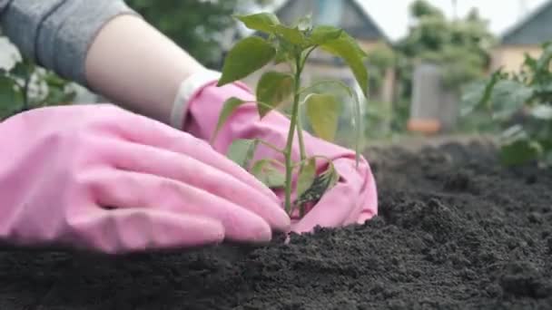 Trabalho Agrícola Agricultura Biológica Jardinagem Primavera Terra Arável Terra Suja — Vídeo de Stock