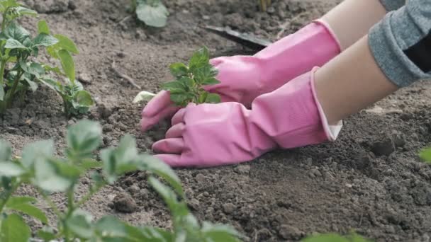 Trabalho Agrícola Agricultura Biológica Jardinagem Primavera Terra Arável Terra Suja — Vídeo de Stock