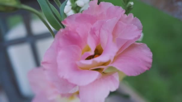 Eustoma Flower Holiday Decor Decoration Events Eustoma Flower Fresh Pink — Stock Video
