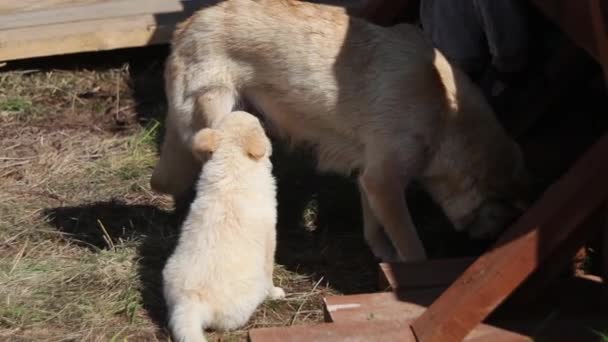 吃完奶的小狗 — 图库视频影像