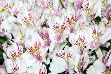 Alstroemeria çiçek arka plan