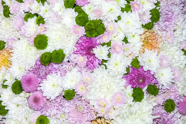 Tle kwiaty stokrotki i chryzantemy — Zdjęcie stockowe
