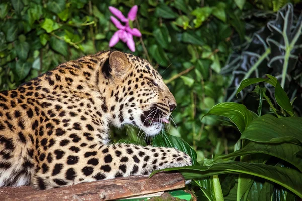 Cerdo durmiente de leopardo en la selva — Foto de Stock