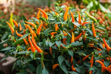 Küçük turuncu biber