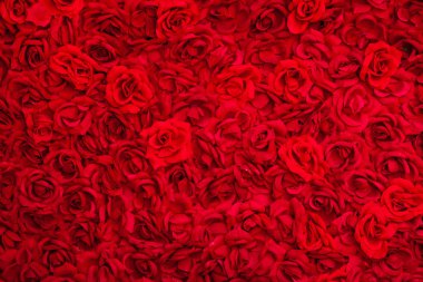 renkli gül arka plan