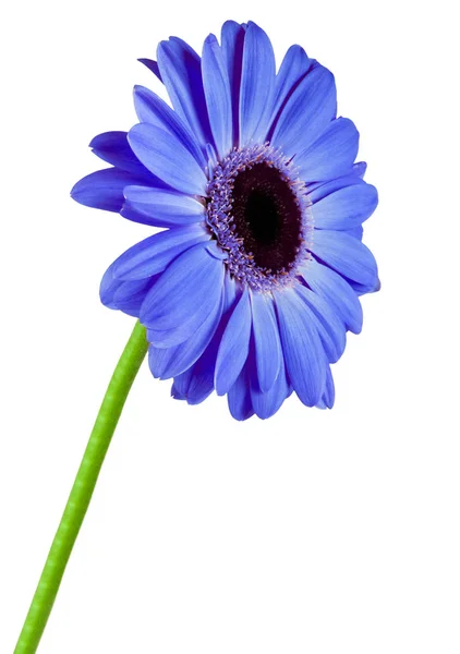 Gerbera flor azul isolado — Fotografia de Stock