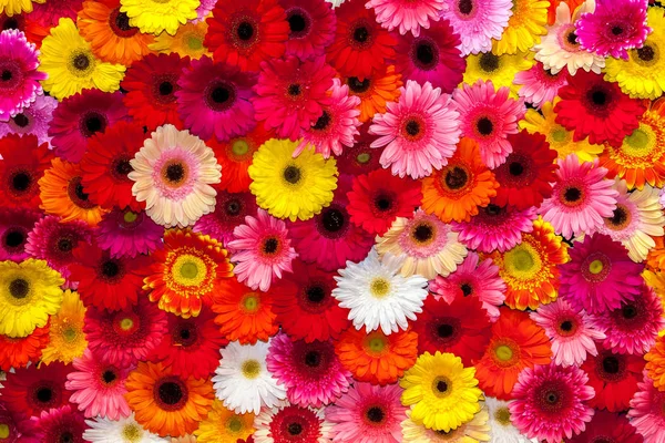 Háttérben virágok színes gerbera — Stock Fotó