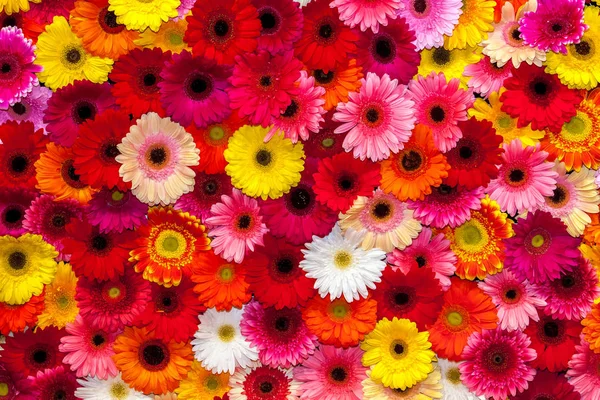 Arka plan renkli gerbera çiçekleri