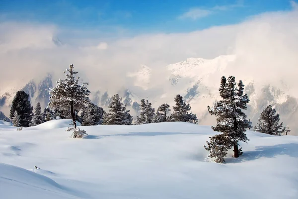 Trees covered with hoarfrost and snow in mountains — Stock Photo, Image